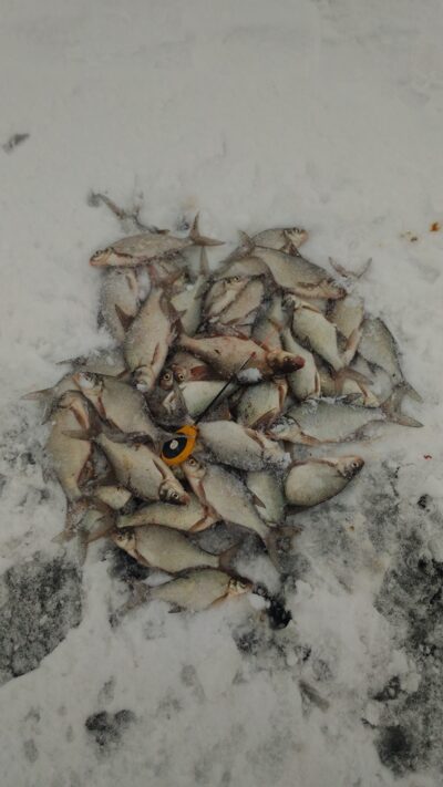 Carp bream — Kupiškio