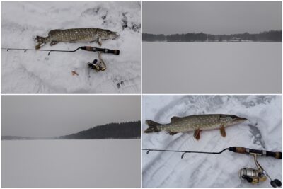 Northern Pike ×2