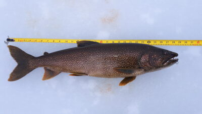 Lake trout, 4.6 kg — Lake of Bays