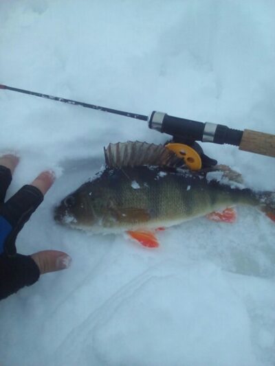Eurasian perch — Ilgiai