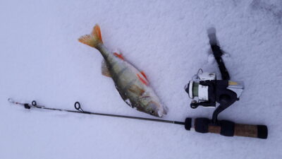 Eurasian perch ×3 — Elektrėnai reservoir