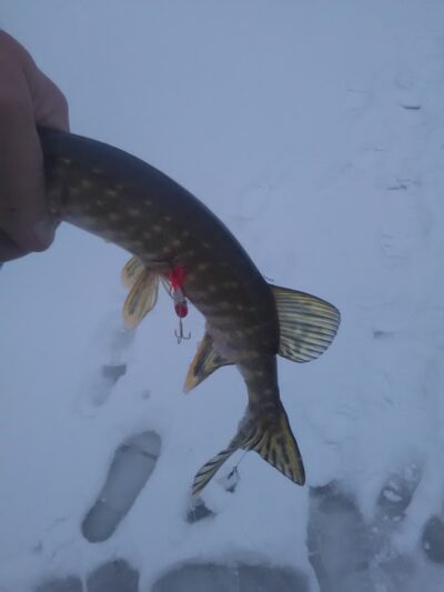 Northern Pike