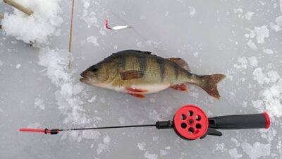 Eurasian perch, 0.3 kg — Žaltytis