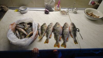 Eurasian perch — Neman River
