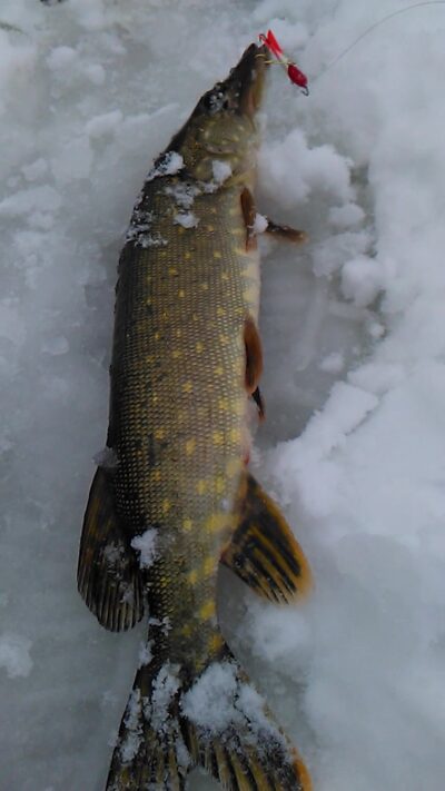Northern Pike