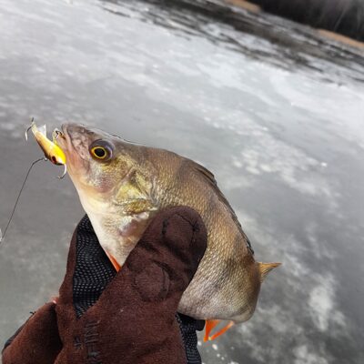 Eurasian perch