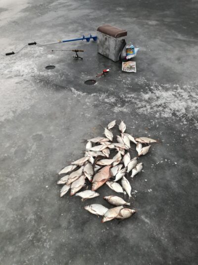Carp bream ×43