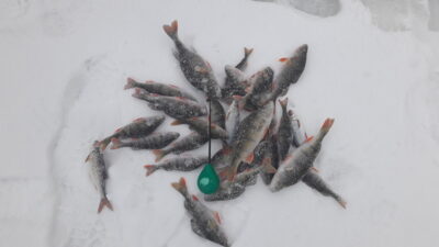 Eurasian perch — Strėva