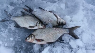 Carp bream — Paštys