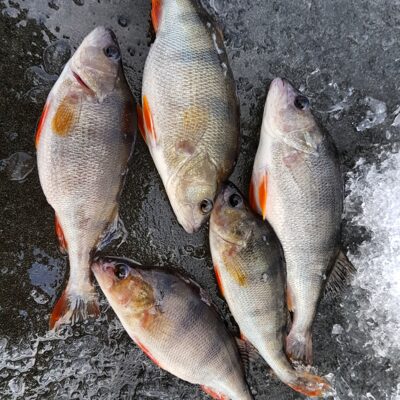 Eurasian perch
