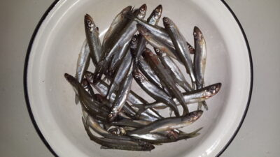 European smelt ×30 — Klykių