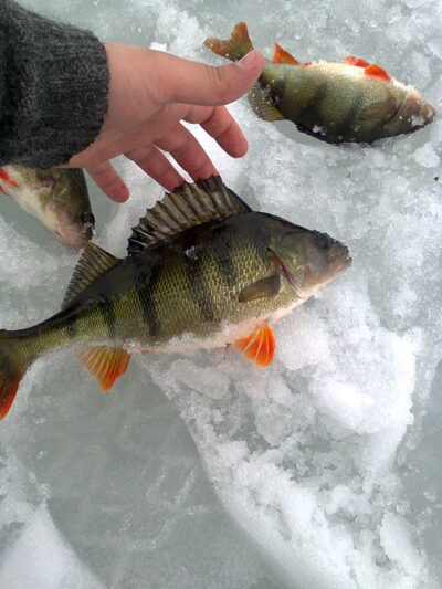 Eurasian perch ×3 — Apvardai