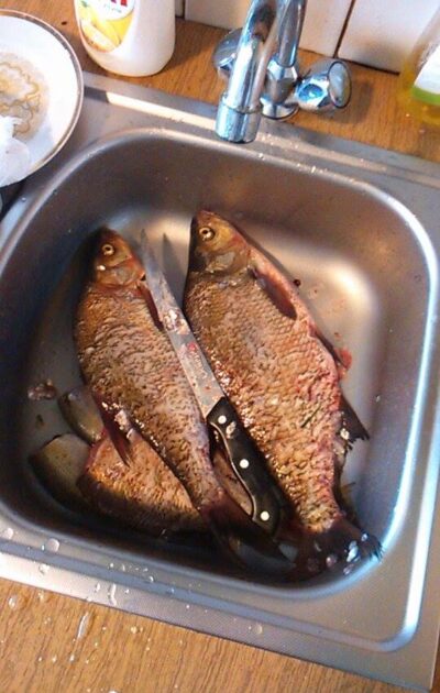 Carp bream ×5 — Didžiulis