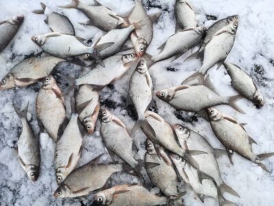 Silver Bream ×31 — Kupiškio
