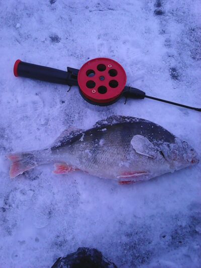 Eurasian perch, 0.6 kg — Kaunas reservoir