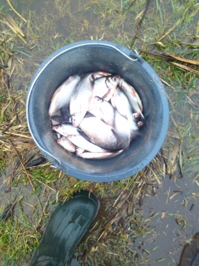 Silver Bream ×30