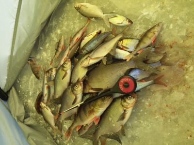 Carp bream, 0.2 kg