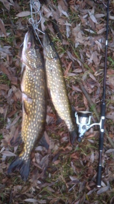 Northern Pike, 1.5 kg — Ekrano gamyklos