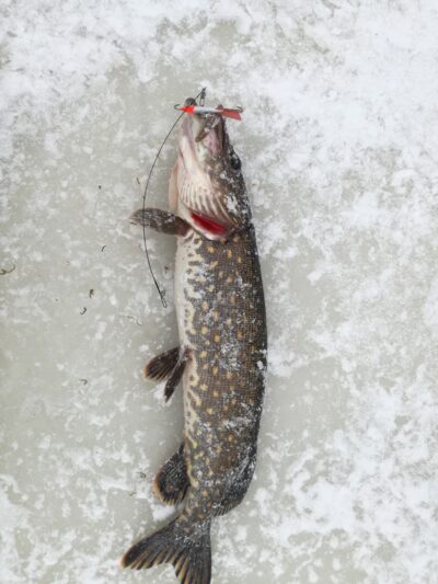 Northern Pike, 0.8 kg