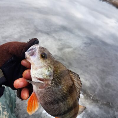 Eurasian perch