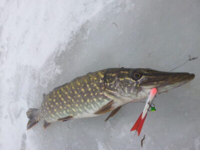 Northern Pike