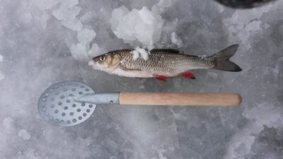 chub — Paštys