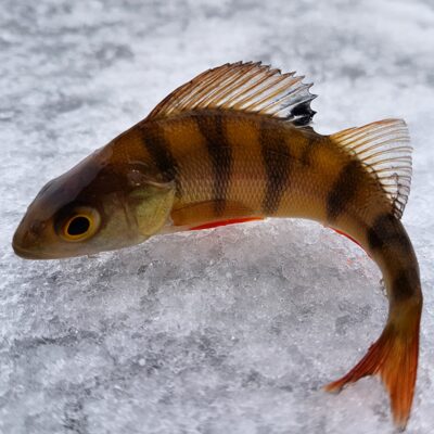 Eurasian perch