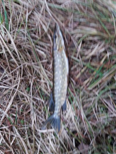 Northern Pike — Pagryžuvio