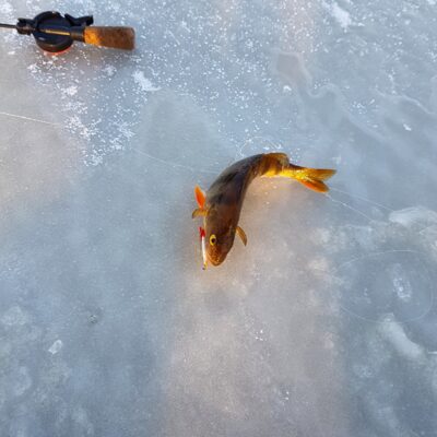 Eurasian perch — Minija