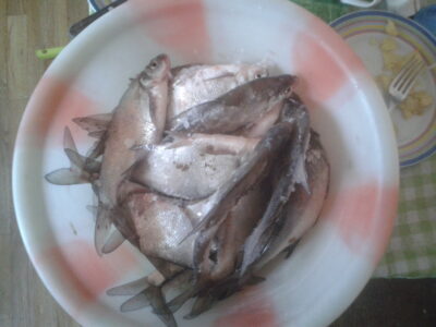 Carp bream ×17 — Kupiškio