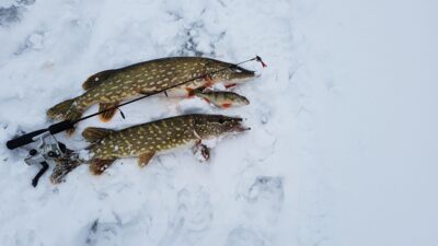 Northern Pike ×2