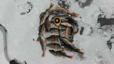 Eurasian perch ×16 — Arimaičių