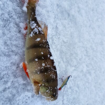 Eurasian perch
