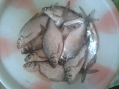Carp bream ×10 — Kupiškio
