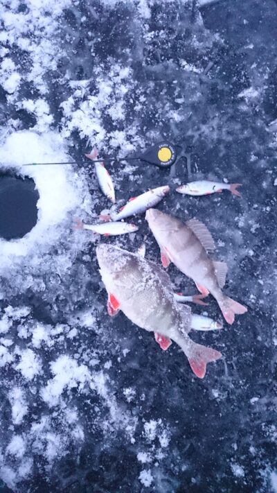 Eurasian perch ×2 — Bubių
