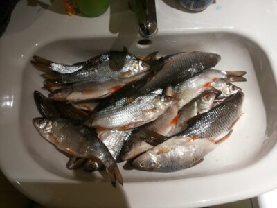 Roach ×25 — Kuršių