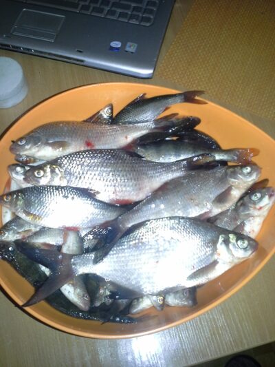 Roach, 0.3 kg