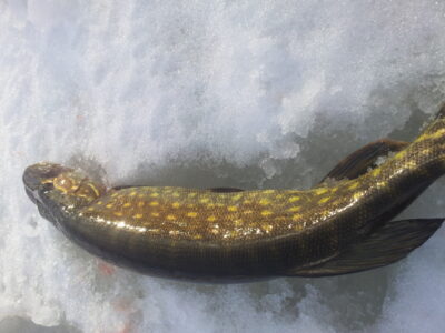 Northern Pike