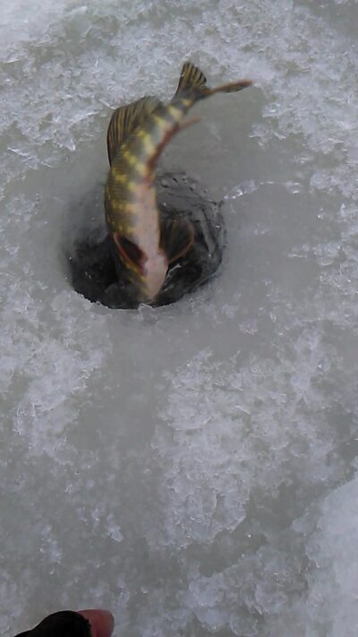 Northern Pike