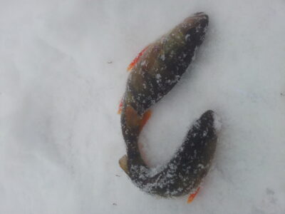 Eurasian perch