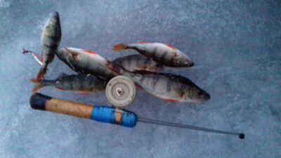 Eurasian perch ×7 — Jauriukas