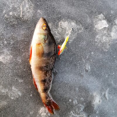Eurasian perch — Minija