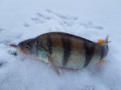 Eurasian perch