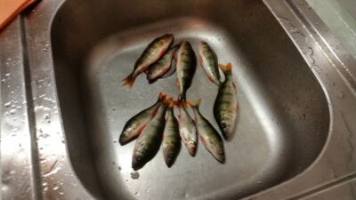 Eurasian perch ×9 — Elektrėnai reservoir