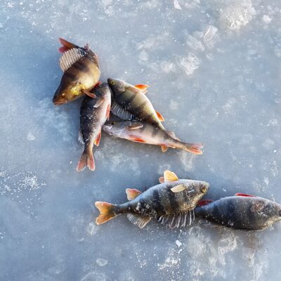 Eurasian perch — Minija