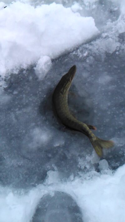 Northern Pike