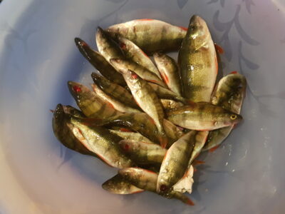Eurasian perch ×24 — Čičirys
