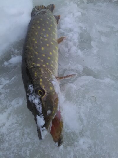 Northern Pike — Našys