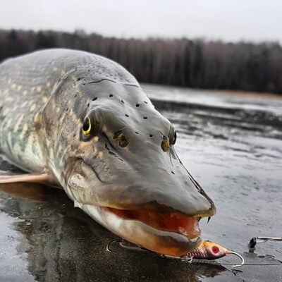 Northern Pike