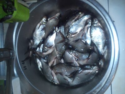 Carp bream, 3.3 kg